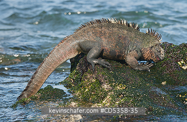 GALAPAGOS MARINE IGUANAS: Galapagos Marine Iguana (Amblyrhynchus cristatus) Feeding on marine algae, Santiago island, Galapagos