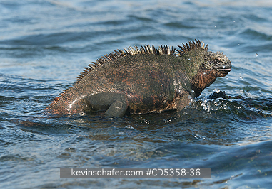 GALAPAGOS MARINE IGUANAS: Galapagos Marine Iguana (Amblyrhynchus cristatus) Feeding on marine algae, Santiago island, Galapagos