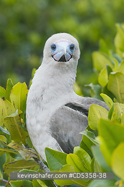 RED FOOTED BOOBY: Red-footed Booby (Sula sula websteri) Brown Phase, Genovesa Island, Galapagos