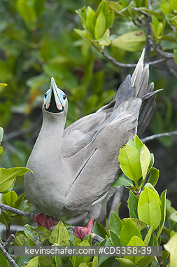 RED FOOTED BOOBY: Red-footed Booby (Sula sula websteri) Brown Phase, Courtship Display, Genovesa Island, Galapagos