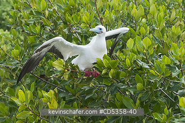 RED FOOTED BOOBY: Red-footed Booby (Sula sula websteri) White Phase, Genovesa Island, Galapagos