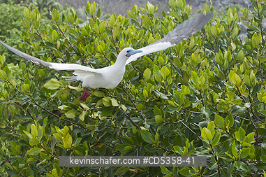 RED FOOTED BOOBY: Red-footed Booby (Sula sula websteri) White Phase, Taking Off, Genovesa Island, Galapagos