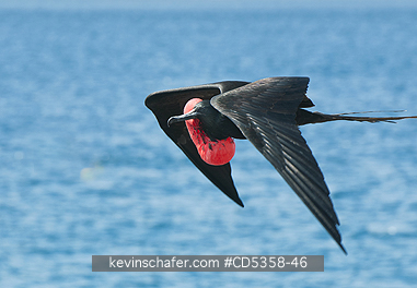 GREAT FRIGATEBIRDS: Great Frigatebird (Fregata minor) Male in flight with partially inflated pouch, Galapagos Islands