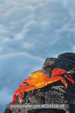 SALLY LIGHTFOOT CRABS: Sally Lightfoot Crab (Grapsus grapsus) Santiago Island, Galapagos