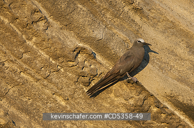 BROWN OR COMMON NODDY: Brown Noddy or Common Noddy (Anous stolidus) Isabela island, Galapagos, Ecuador