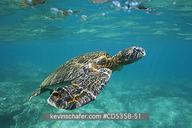PACIFIC GREEN SEA TURTLES: Pacific Green Sea Turtle (Chelonia mydas) Galapagos islands