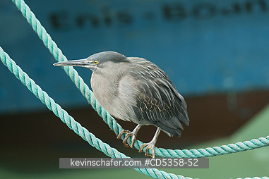 STRIATED HERONS: Lava or Striated Heron (Butorides striata (sundevalli), Puerto Ayora harbor, Santa Cruz Island, Galapagos