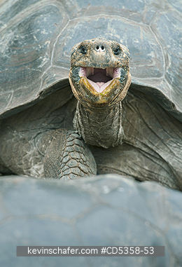 GALAPAGOS GIANT TORTOISES: Gal�pagos Giant Tortoise (Chelonoidis nigra) Santa Cruz island, Galapagos
