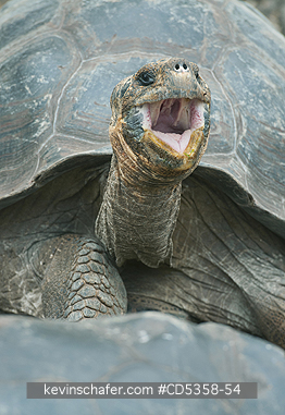 GALAPAGOS GIANT TORTOISES: Gal�pagos Giant Tortoise (Chelonoidis nigra) Santa Cruz island, Galapagos