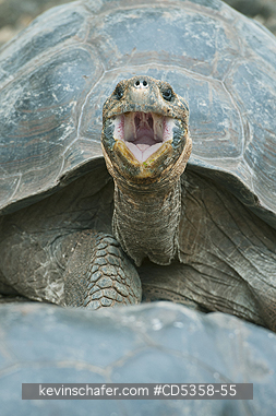 GALAPAGOS GIANT TORTOISES: Gal�pagos Giant Tortoise (Chelonoidis nigra) Santa Cruz island, Galapagos