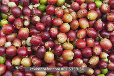 COFFEE BERRY: Hand-picked Coffee Berries, El Trapiche Farm, Highlands, Santa Cruz Island, Galapagos islands, Ecuador