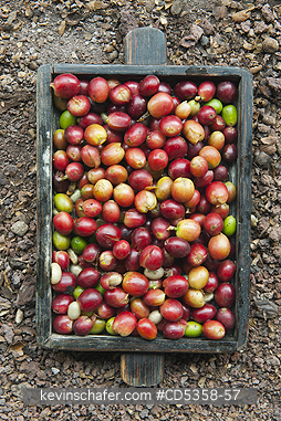 COFFEE BERRY: Hand-picked Coffee Berries, El Trapiche Farm, Highlands, Santa Cruz Island, Galapagos islands, Ecuador