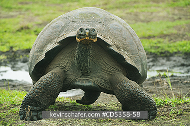 GALAPAGOS GIANT TORTOISE: Gal�pagos Giant Tortoise (Chelonoidis nigra) WILD,  Santa Cruz island, Galapagos