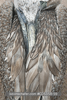 BROWN PELICANS: Brown Pelican (Pelecanus occidentalis) Resting detail, Puerto Ayora, Galapagos islands, Ecuador