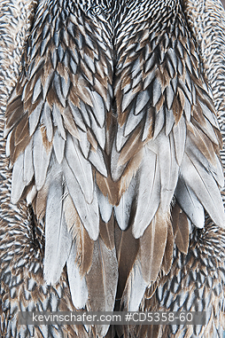 BROWN PELICANS: Brown Pelican (Pelecanus occidentalis) Resting detail, Puerto Ayora, Galapagos islands, Ecuador