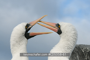 NAZCA BOOBY: Nazca Booby (Sula granti)  Courting pair, Espanola Island, Galapagos, Ecuador