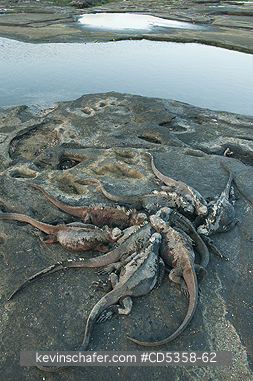 GALAPAGOS MARINE IGUANAS: Galapagos Marine Iguana (Amblyrhynchus cristatus) Santiago island, Galapagos