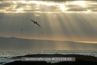 BROWN PELICANS: Brown Pelican (Pelecanus occidentalis)  and sunset, Santiago island, Galapagos islands, Ecuador