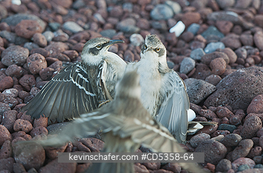 GALAPAGOS MOCKINGBIRD: Gal�pagos Mockingbirds (Mimus parvulus) Fighting over territory, Isla Rabida, Galapagos islands, Ecuador