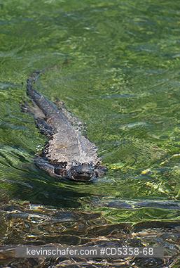 GALAPAGOS MARINE IGUANAS: Galapagos Marine Iguana (Amblyrhynchus cristatus) Swimming, Fernandina Island, Galapagos