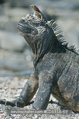 GALAPAGOS MARINE IGUANAS: Galapagos Marine Iguana (Amblyrhynchus cristatus) with Lava Lizard on head, Fernandina island, Galapagos