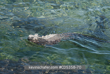 GALAPAGOS MARINE IGUANAS: Galapagos Marine Iguana (Amblyrhynchus cristatus) Swimming, Fernandina Island, Galapagos