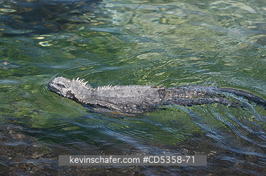 GALAPAGOS MARINE IGUANAS: Galapagos Marine Iguana (Amblyrhynchus cristatus) Swimming, Fernandina Island, Galapagos