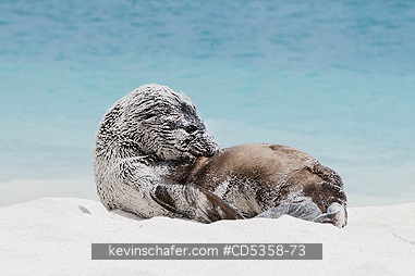 GALAPAGOS SEA LIONS: Galapagos Sea Lion pup, (Zalophus wollebaeki),  Santiago Island, Galapagos islands, Ecuador