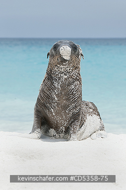 GALAPAGOS SEA LIONS: Galapagos Sea Lion pups, (Zalophus wollebaeki), playing, Santiago Island, Galapagos islands, Ecuador