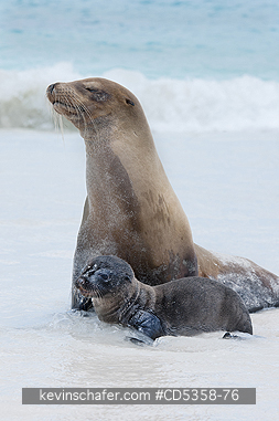 GALAPAGOS SEA LIONS: Galapagos Sea Lion pup, (Zalophus wollebaeki),  Santiago Island, Galapagos islands, Ecuador