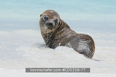 GALAPAGOS SEA LIONS: Galapagos Sea Lion pups, (Zalophus wollebaeki), playing, Santiago Island, Galapagos islands, Ecuador