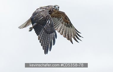 GALAPAGOS HAWKS: Galapagos Hawk (Buteo galapagoensis) In flight, Galapagos Islands, Ecuador