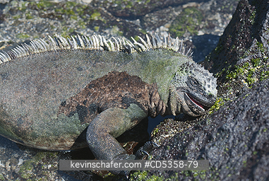 GALAPAGOS MARINE IGUANAS: Galapagos Marine Iguana (Amblyrhynchus cristatus) Feeding on marine algae, Fernandina island, Galapagos