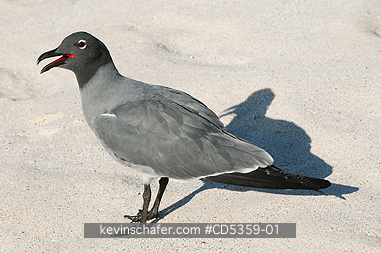 LAVA GULLS: Lava Gull (Leucophaeus fuliginosus) San Cristobal island, Galapagos