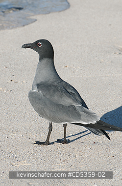 LAVA GULLS: Lava Gull (Leucophaeus fuliginosus) San Cristobal island, Galapagos