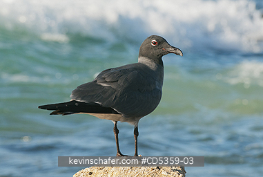 LAVA GULLS: Lava Gull (Leucophaeus fuliginosus) San Cristobal island, Galapagos