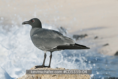 LAVA GULLS: Lava Gull (Leucophaeus fuliginosus) San Cristobal island, Galapagos
