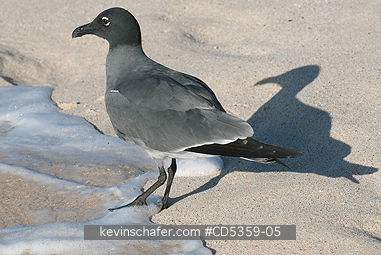 LAVA GULLS: Lava Gull (Leucophaeus fuliginosus) San Cristobal island, Galapagos