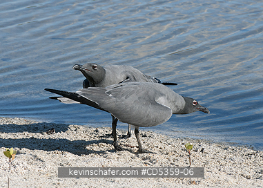 LAVA GULLS: Lava Gull (Leucophaeus fuliginosus) San Cristobal island, Galapagos
