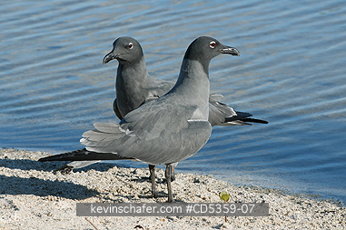 LAVA GULLS: Lava Gull (Leucophaeus fuliginosus) San Cristobal island, Galapagos