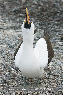 NAZCA BOOBY: Nazca Booby (Sula granti) Courtship Display, Genovesa island, Galapagos