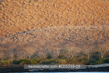 GALAPAGOS, SAN CRISTOBAL ISLAND: Palo Santo trees (Bursera graveolens) , Sunset on arid hills, San Cristobal island, Galapagos