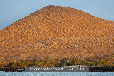 GALAPAGOS, SAN CRISTOBAL ISLAND: Palo Santo trees (Bursera graveolens), Sunset on arid hills, San Cristobal island, Galapagos