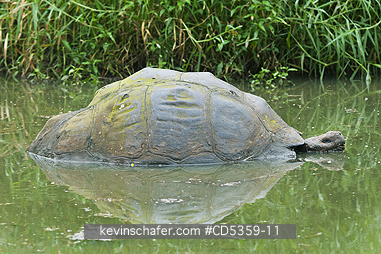 GALAPAGOS GIANT TORTOISES: Gal�pagos Giant Tortoise (Chelonoidis nigra) Wild, Resting in highland pond, Santa Cruz island, Galapagos