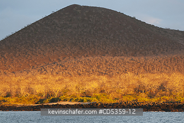 GALAPAGOS, SAN CRISTOBAL ISLAND: Palo Santo trees (Bursera graveolens), Sunset on arid hills, San Cristobal island, Galapagos