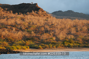 GALAPAGOS, SAN CRISTOBAL ISLAND: Palo Santo trees (Bursera graveolens), Sunset on arid hills, San Cristobal island, Galapagos