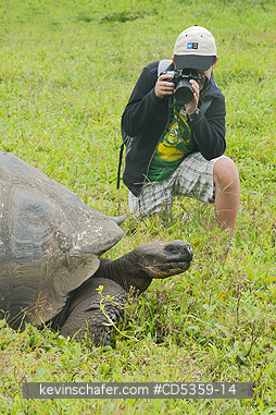 GALAPAGOS GIANT TORTOISES: Gal�pagos Giant Tortoise (Chelonoidis nigra) Wild, boy age 11 photographing, Resting in highland pond, Santa Cruz island, Galapagos