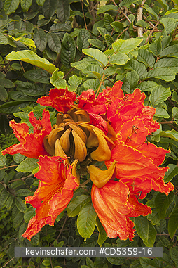 AFRICAN TULIP TREES: African Tulip Tree (Spathodea campanulata) Highlands, Santa Cruz Island, Galapagos