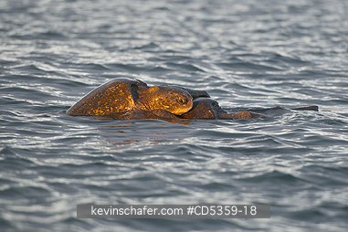PACIFIC GREEN SEA TURTLES: Pacific Green Sea Turtle (Chelonia mydas) Mating pair, Santa Cruz island, Galapagos