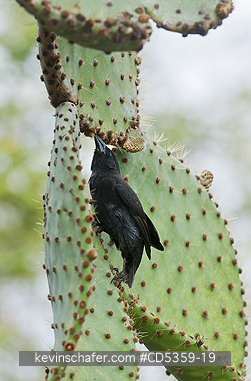 COMMON CACTUS: Common or Small Cactus Finch (Geospiza scandens) on Prickl Pear, Santa Cruz Island, Galapagos